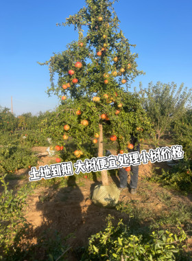 嫁接突尼斯软籽石榴树特大树南北方种植河南发货带果发货带土球