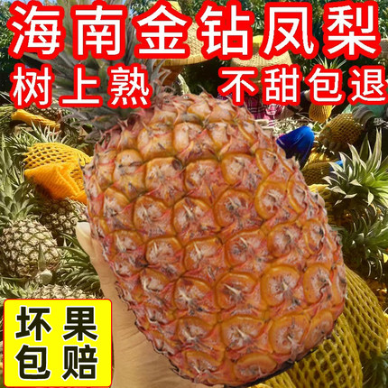 正宗海南金钻凤梨树上熟新鲜水果当季牛奶菠萝大果手撕自然熟现摘