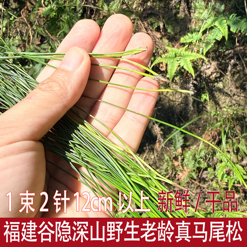 福建谷隐野生新鲜马尾松 松针茶 二针松叶酵素无糖松针保健养生茶