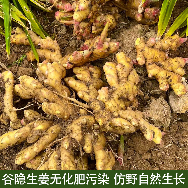 福建谷隐生态深山新鲜生姜 仿野生鸡粪施肥 无化肥无农药自家种植