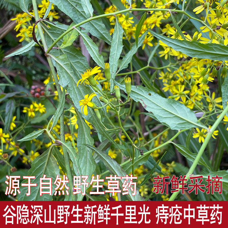福建谷隐生态野生新鲜千里光 九里明黄花母现采现发草药500g包邮