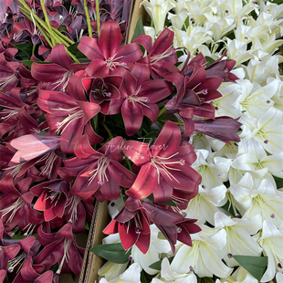 3D打印3头香水百合 开花骨朵婚庆插花装饰水晶婚礼秀场风家居摆放