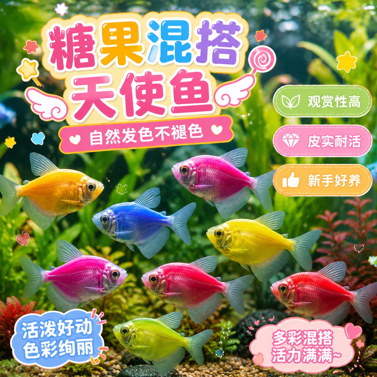精品糖果天使鱼七彩大号观赏热带鱼群游小型淡水好养耐活鱼苗练手