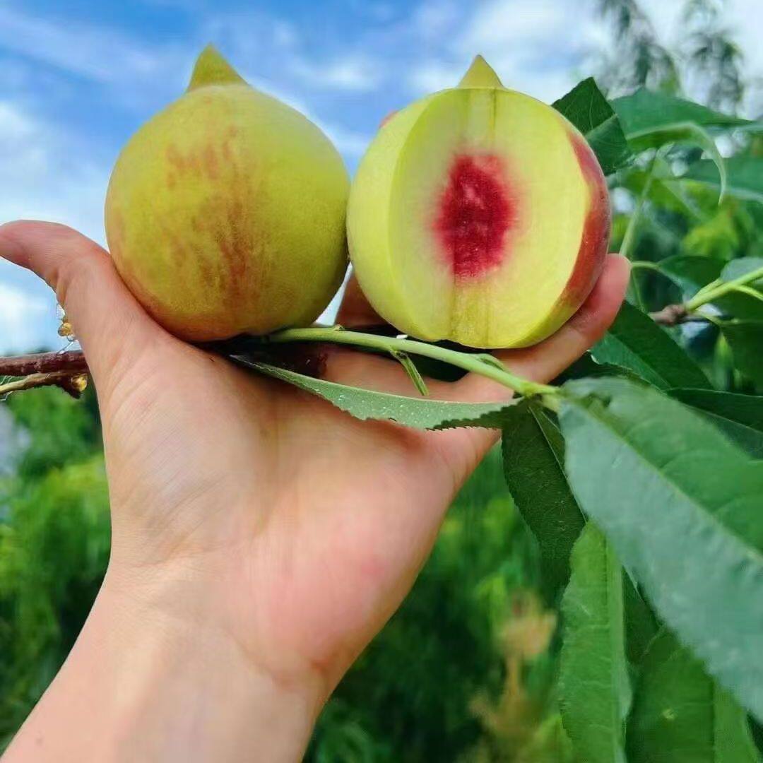 正宗连平河源鹰嘴桃桃子新鲜现摘桃