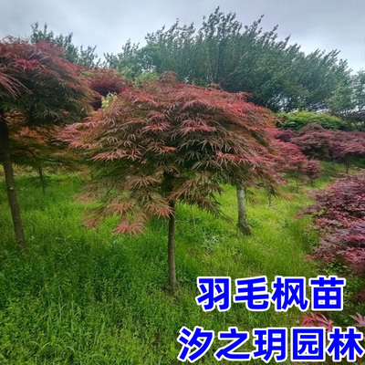 红羽毛枫树苗垂枝庭院耐寒