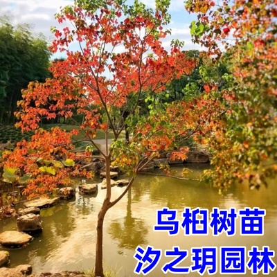 红叶乌桕树苗彩叶苗木