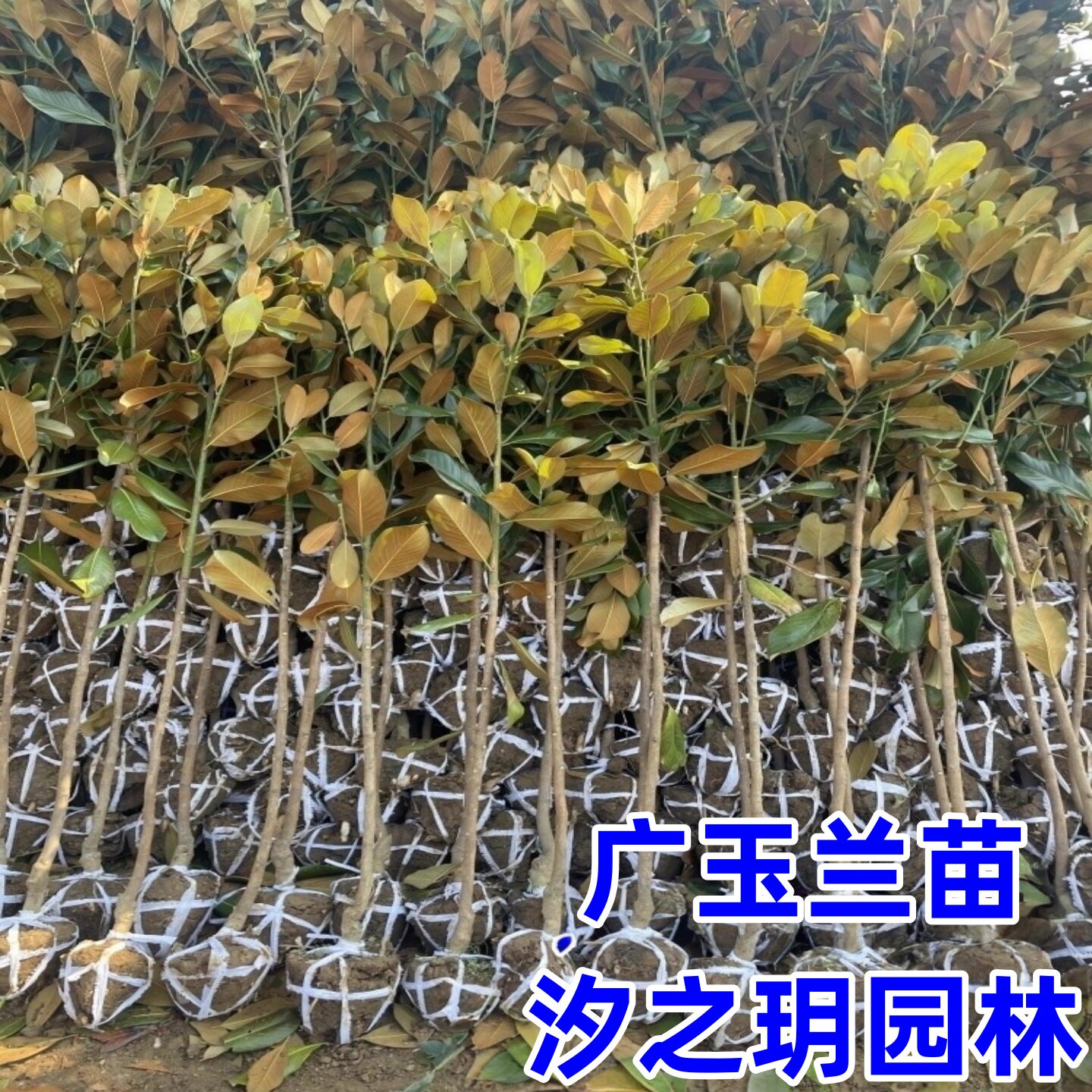 广玉兰树苗 广玉兰小苗 玉兰树苗 四季常青 荷花玉兰苗 绿化树苗
