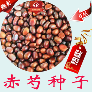 赤芍种子 赤芍 草芍药 红芍药 木芍药 芍药种子 芍药 优质新产