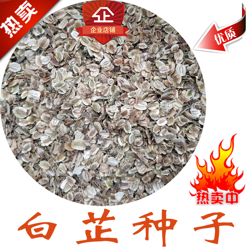 优质新产 纯新 白芷种子 白芷籽 药材种子 白芷 一年生 发芽率高