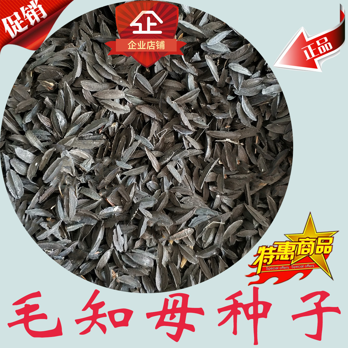 知母种子 毛知母种子 知母秧苗 知母苗 连母 地参 药材种子 种子