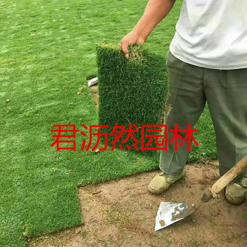 带泥土麦冬草真草坪果岭草 马尼拉 四季青庭院高尔夫球场绿化草坪