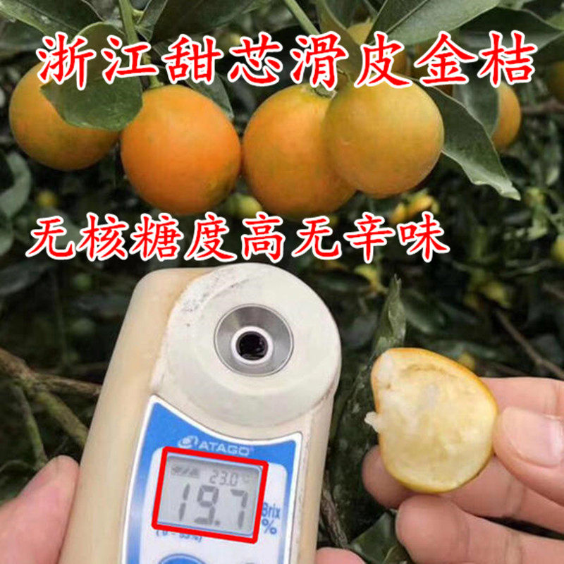 好吃无核甜芯滑皮金桔树苗 盆栽糖心金蛋果苗 融安滑皮金橘嫁接苗