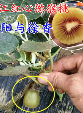 浙江红心盆栽中华猕猴桃树苗