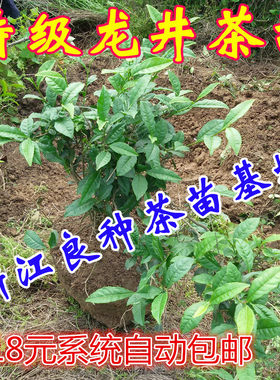 18元包邮西湖龙井茶苗茶树