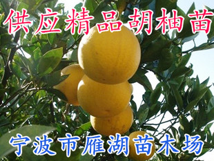 带土球浙江常山胡柚树苗 盆栽黄金柚子树 胡柚结果苗鸡尾葡萄柚苗