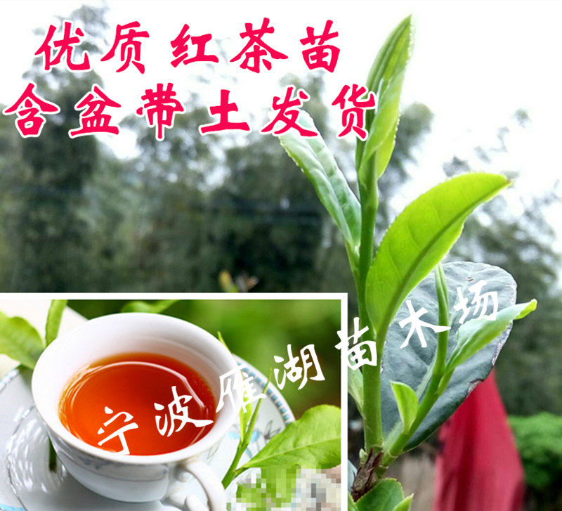 鲜活正山小种茶苗 盆栽红茶树苗 茶叶树带盆带土发货包邮