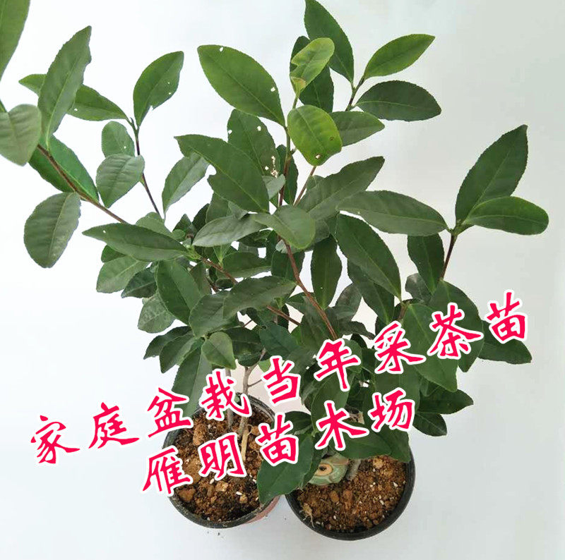 盆栽浙江西湖龙井茶叶树苗 黄金芽铁观音碧螺春营养杯茶树苗