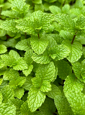 绿色植物 芳香植物 可食用香料植物 薄荷盆栽 好种易活