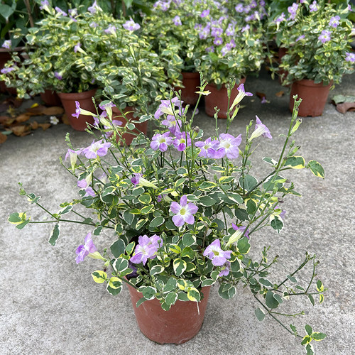 花叶十万错 锦叶观叶观花植物 多年生花卉 室外植物 阳台垂吊植物