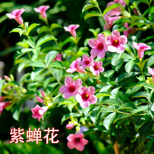 紫蝉花盆栽复古紫色花苞