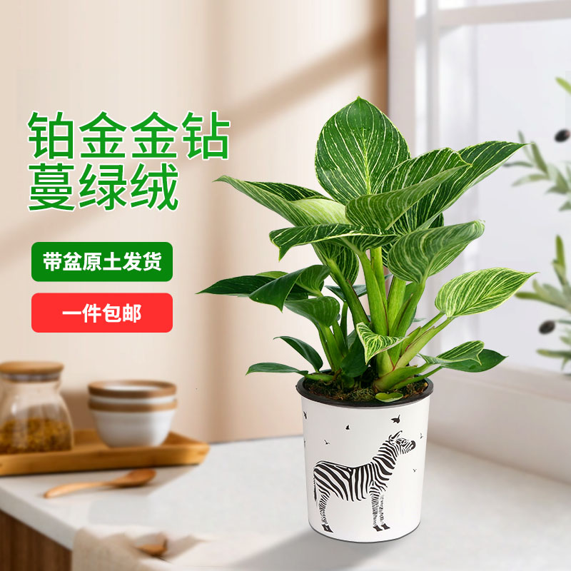 绿公主 铂金钻 盆栽绿色植物 室内耐阴好养家庭办公室盆栽