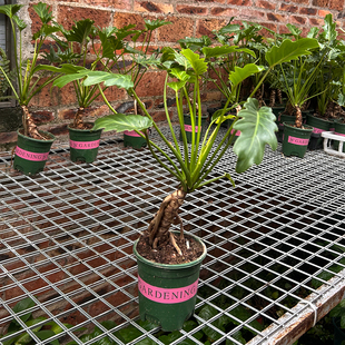 龙鳞小天使 老桩带鳞盆栽 室内绿叶植物 耐阴观景盆栽绿植