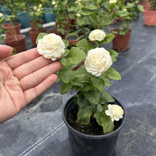 虎头茉莉 浓香型重瓣茉莉花 茉莉的稀有品种广东发货正宗虎头茉莉