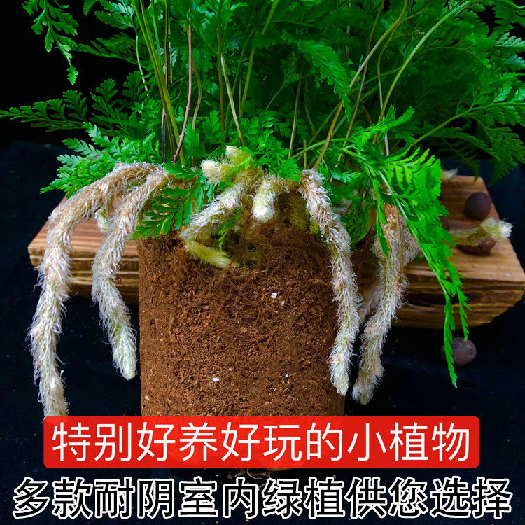 狼尾蕨绿植盆栽办公室桌面窗台