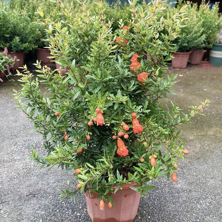 翠叶石榴苗红花石榴树苗石榴盆栽盆景四季开花庭园果树翠叶石榴 花中居子 淘优券