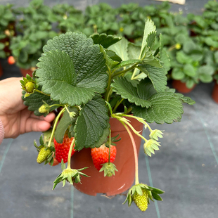 四季草莓盆栽 牛奶草莓 好吃的阳台盆栽草莓
