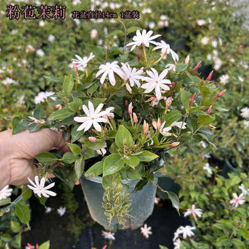 新品香水茉莉纯白色香气迷人