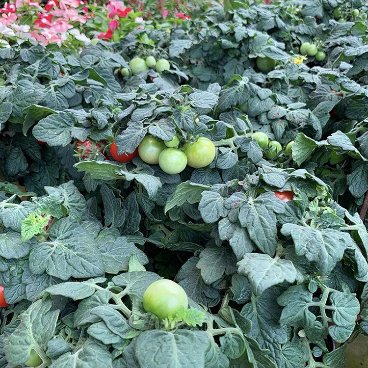 盆栽番茄四季苗矮生食用红鸟