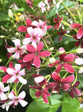 木质直立使君子盆栽 花苗大盆带花浓香驱蚊绿植室外阳台庭院花