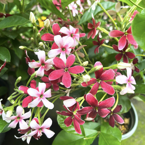 木质直立使君子盆栽 花苗大盆带花浓香驱蚊绿植室外阳台庭院花