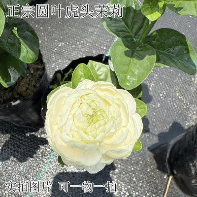 正宗圆叶虎头茉莉 浓香型 重瓣茉莉花 圆虎稀有品种 广东发货