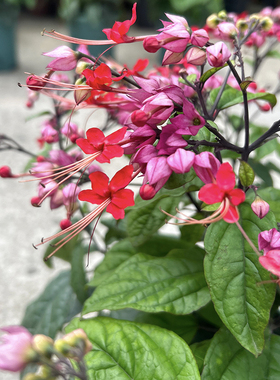 红色龙吐珠白色芳香植物红萼龙吐珠麒麟龙吐珠攀援爬藤红龙吐珠花