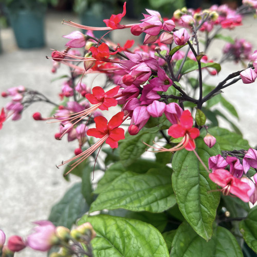红色龙吐珠盆栽芳香四季开花