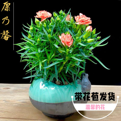石竹康乃馨盆栽带花苞室内阳台庭院抗寒耐热绿植四季开花植物花卉