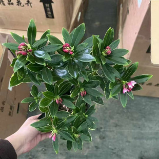 金边瑞香盆栽植物花卉室内外浓香观赏瑞香花苗耐寒年宵花卉带花苞