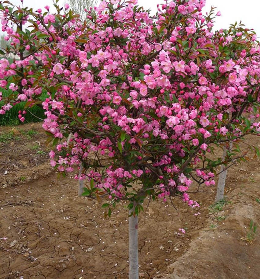 庭院地栽大型高杆海棠树苗西府海棠垂丝海棠花耐寒植物花北美海棠