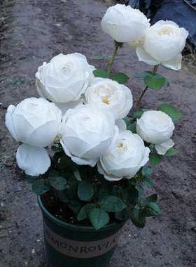 大花浓香包子型月季花苗伊芙婚礼之路纯白色玫瑰阳台花园观花植物