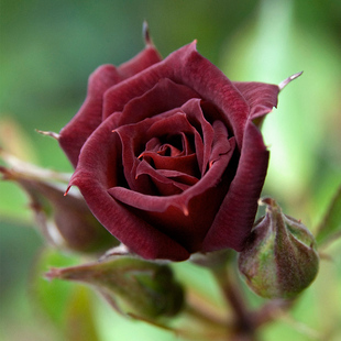 观花紫黑玫瑰 月季 花苗黑巴克玫瑰花苗大花暗红玫瑰盆栽卡罗拉四季