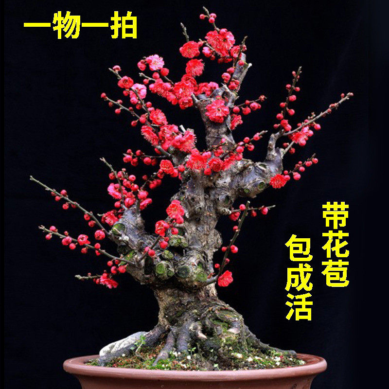 梅花盆栽老桩红梅腊梅盆景树苗好养花卉耐寒植物室内阳台庭院花苗