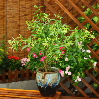 夜来香花苗盆栽浓香室内外花卉绿植阳台驱蚊草虫植物四季开好养型