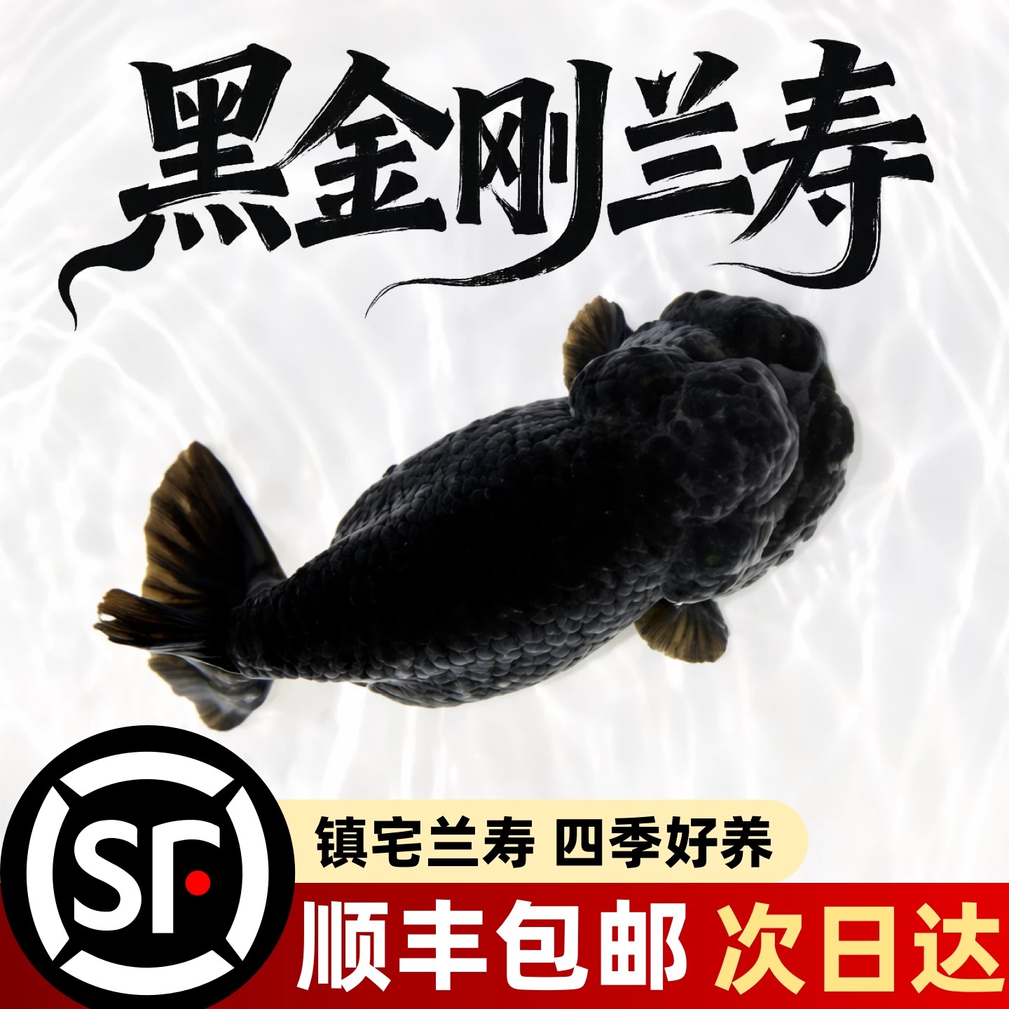 黑金刚兰寿金鱼活体好养镇宅图片