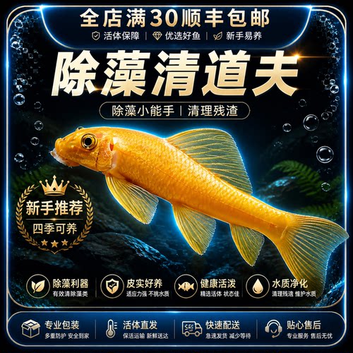 金苔鼠清缸除藻淡水热带观赏鱼清道夫鼠鱼清洁活体清理残渣工具鱼