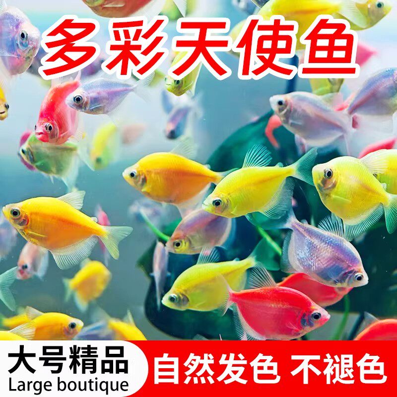 多彩糖果天使鱼观赏大号热带鱼好养耐活淡水自来水小鱼缸群游鱼苗