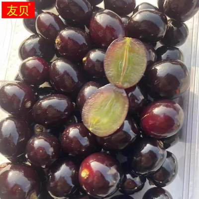 蛟龙果新鲜当季水果葡萄.黑珍珠罕见稀有水果北京发