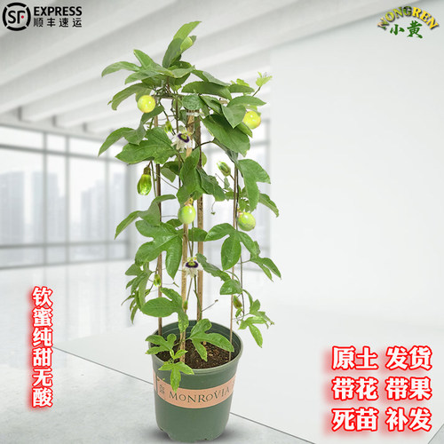 广西纯甜钦密9号黄金百香果苗嫁接树苗庭院盆栽种植当年结果