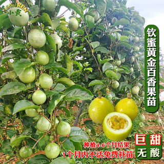 广西纯甜百香果苗钦蜜9号黄金百香果树苗庭院盆栽种植当年结果